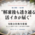 急速冷凍機導入事例、活イカ