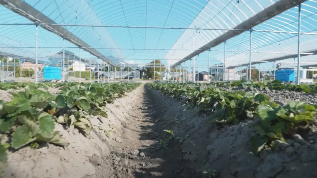 株式会社ONE GO様のいちご農園|ハウス栽培の様子