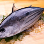 氷と笹を敷いた上に置かれた一本丸ごとの新鮮な鰹　水揚げ直後のような鮮度を感じさせる魚の写真