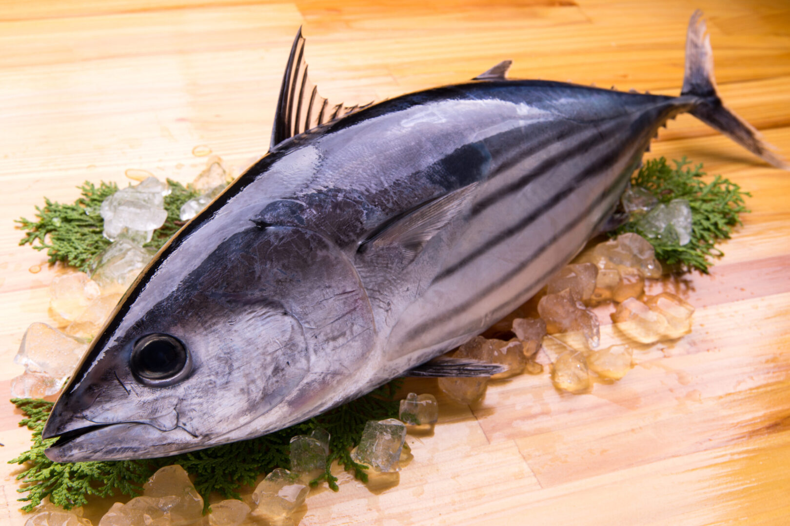 カツオ様 736a900492eb4048635c1ff6ddcc51