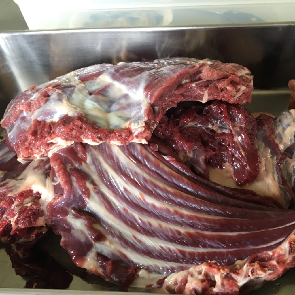 金属バットに並べられた熊肉ジビエ｜脂肪と赤身の美しい断面が見える生肉