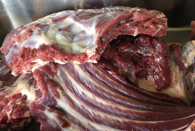 金属バットに並べられた熊肉ジビエ｜脂肪と赤身の美しい断面が見える生肉