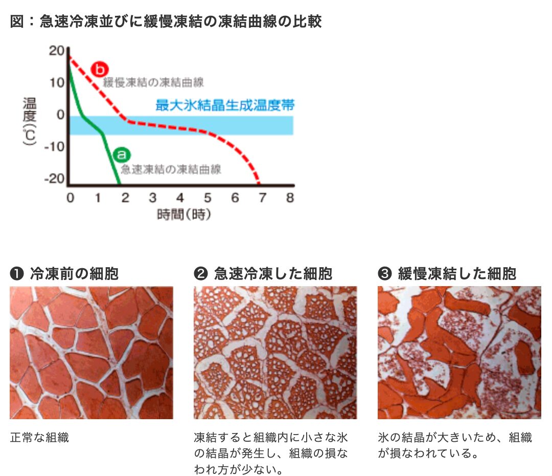 急速冷凍と緩慢冷凍の比較図(氷結晶の大きさと細胞ダメージの違い)