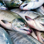 氷の上に並ぶ新鮮な白鮭｜秋の味覚を代表する脂の乗った天然鮭