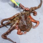 新鮮なマダコ（真蛸）の写真｜マダコの冷凍保存と美味しく解凍する方法