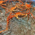 水槽内を歩く生きたタカアシガニ｜鮮度を保った高級海産物の撮影素材