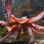 水槽内で脚を広げる新鮮なミズダコ