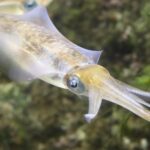 海中を泳ぐアオリイカの高画質写真 透き通った胴体が美しい新鮮なイカ