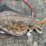 新鮮なコウイカを下処理して冷凍保存する前の状態