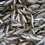 新鮮なイワシが並ぶ水産市場の写真｜鮮度保持と冷凍保存のイメージ