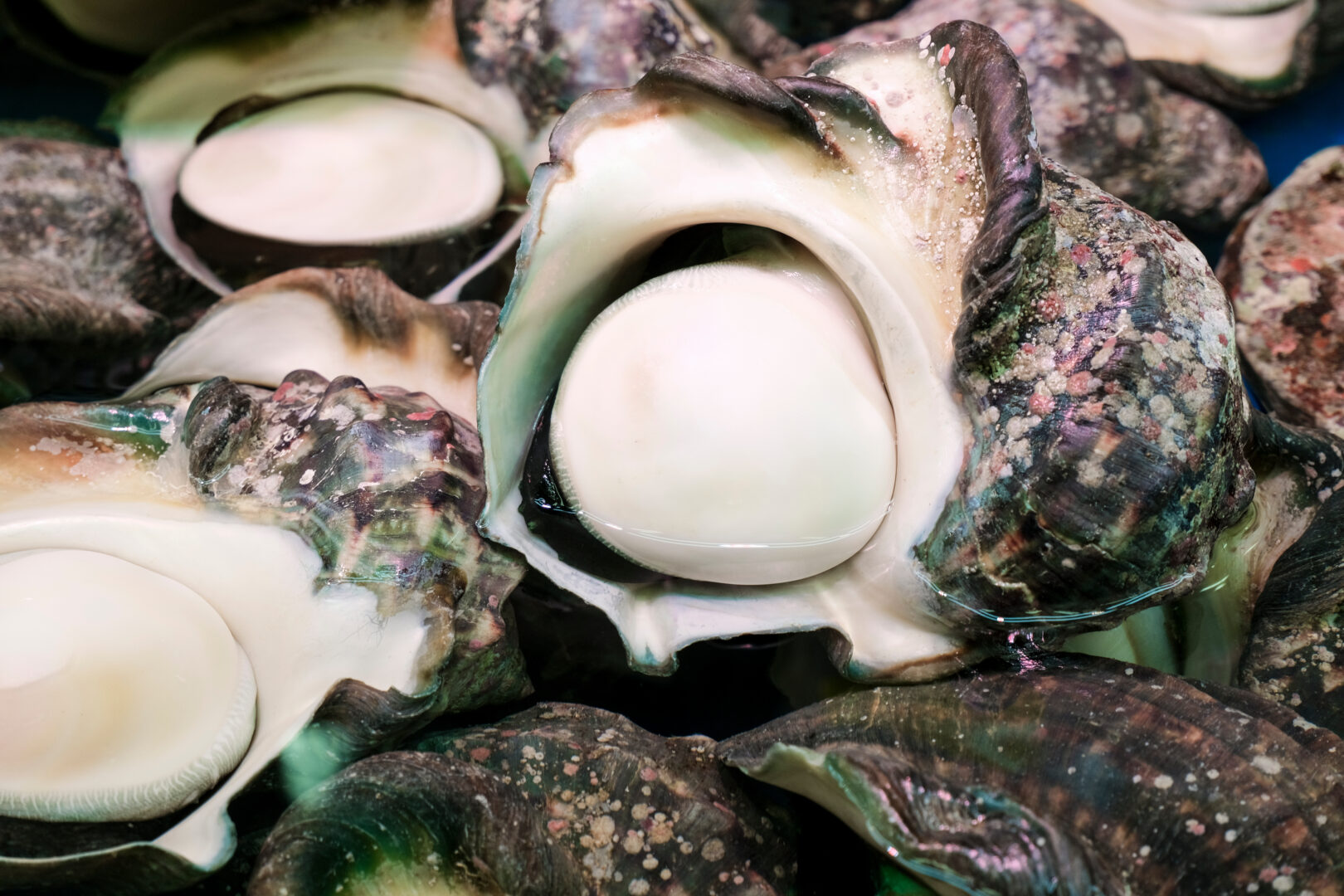 ヤコウガイの冷凍保存方法！美味しく保存する方法と解凍後の楽しみ方