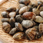ざるに盛られた新鮮なアサリの写真｜貝の旨味を引き出す冷凍保存と砂抜きのコツ