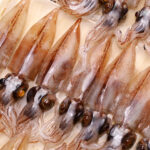 新鮮なホタルイカが並ぶ写真｜春の味覚として人気の海産物