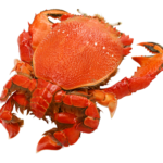 アサヒガニの写真｜茹でたアサヒガニを上から撮影した高品質画像｜高級食材・急速冷凍・鮮度保持のイメージ