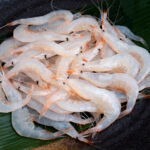 富山県産の新鮮なシラエビ（白エビ）の刺身用盛り付け写真｜白エビの冷凍保存と解凍方法ガイド