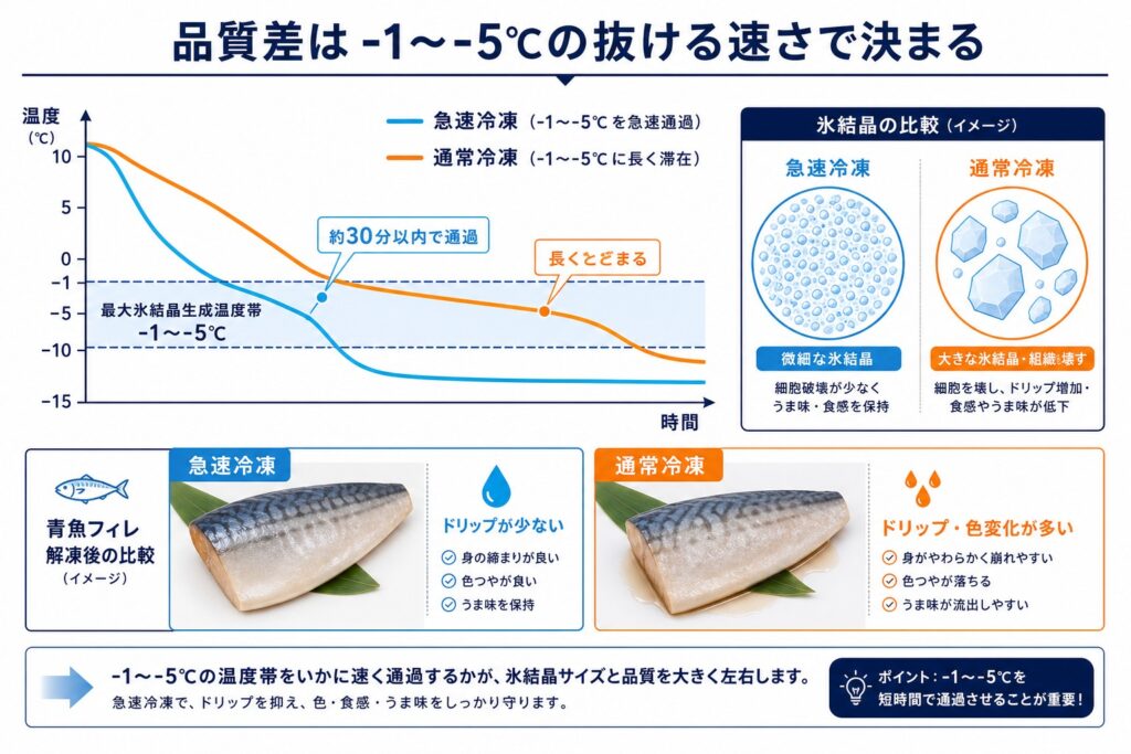 最大氷結晶生成温度帯-1〜-5℃を急速冷凍は約30分以内で通過し氷結晶が微細、通常冷凍は長くとどまり氷結晶が大きくなる品質差の比較図