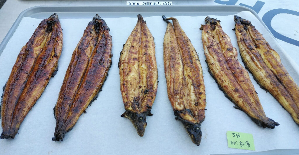 トレーに6枚並べられた焼き上がりの鰻（冷凍前）