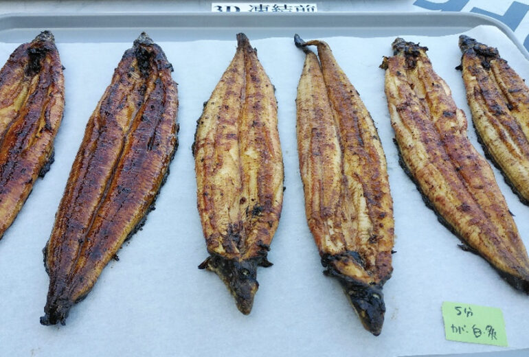 トレーに6枚並べられた焼き上がりの鰻（冷凍前）