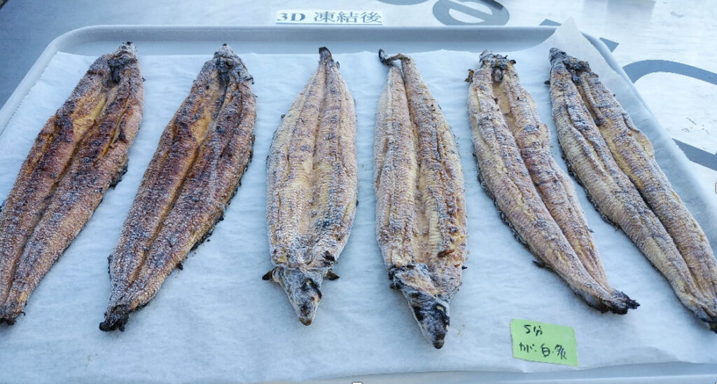トレーに6枚並べられた焼き上がりの鰻（冷凍後）