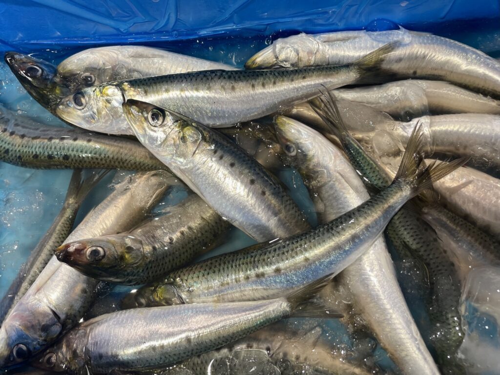 氷に詰められた大量の新鮮なイワシ