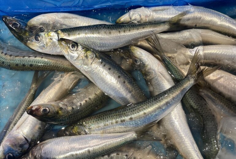 氷に詰められた大量の新鮮なイワシ