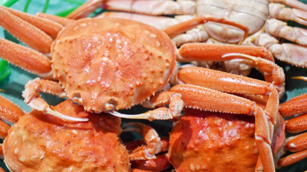 たくさんのオオズワイガニ