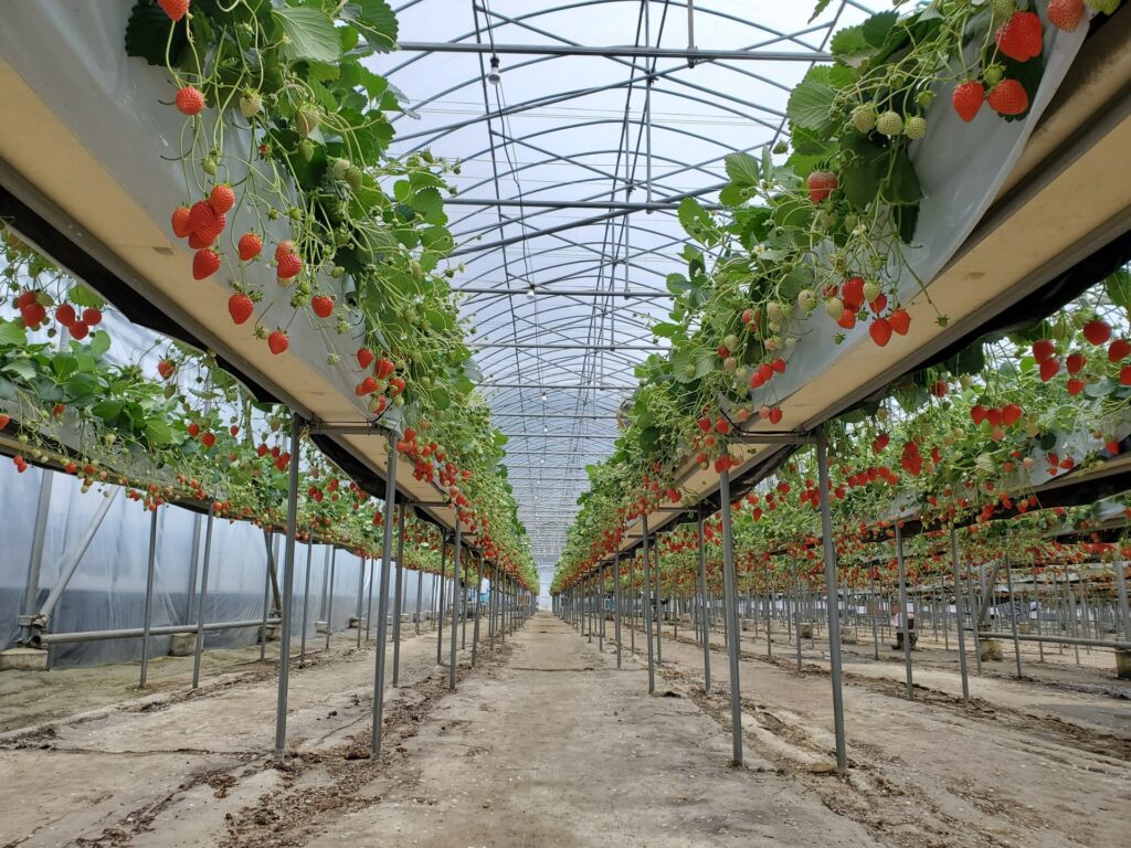 ハウス内のたくさんのイチゴ