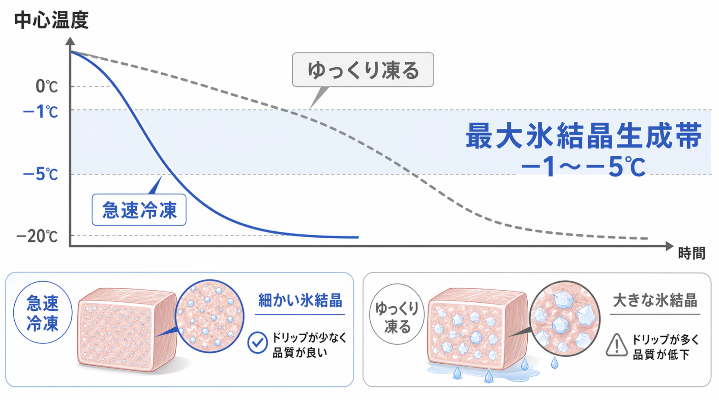 急速冷凍と通常冷凍によるカニ(脚・爪・むき身・姿)の品質差 急速冷凍で重要な最大氷結晶生成帯の-1〜-5℃付近を示す温度変化のイメージ