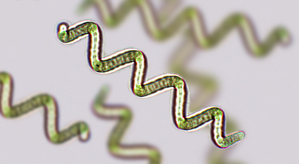 スピルリナ属藍藻類の顕微鏡下観察（倍率100倍）、人間や動物が摂取可能なシアノバクテリア、世界中で栽培され、栄養補助食品または完全食品として利用される