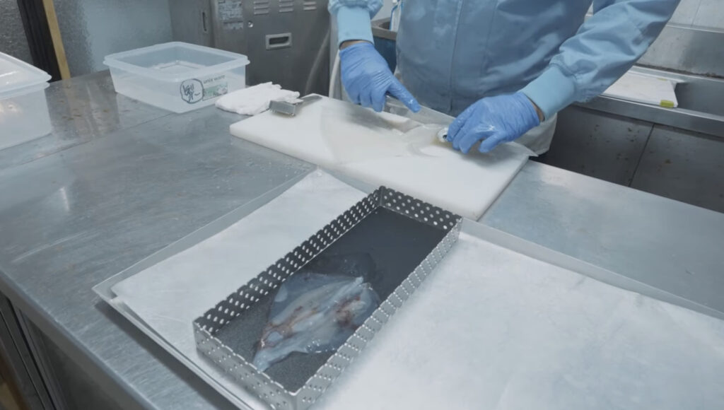 新鮮な時期もののイカを仕込んでいる