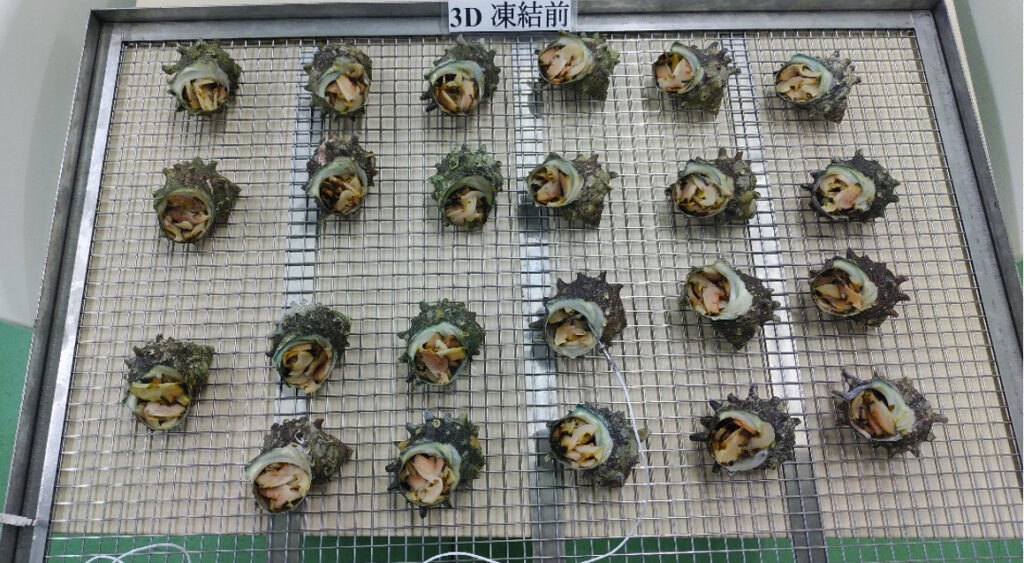 網トレーに載せられた冷凍前のさざえ