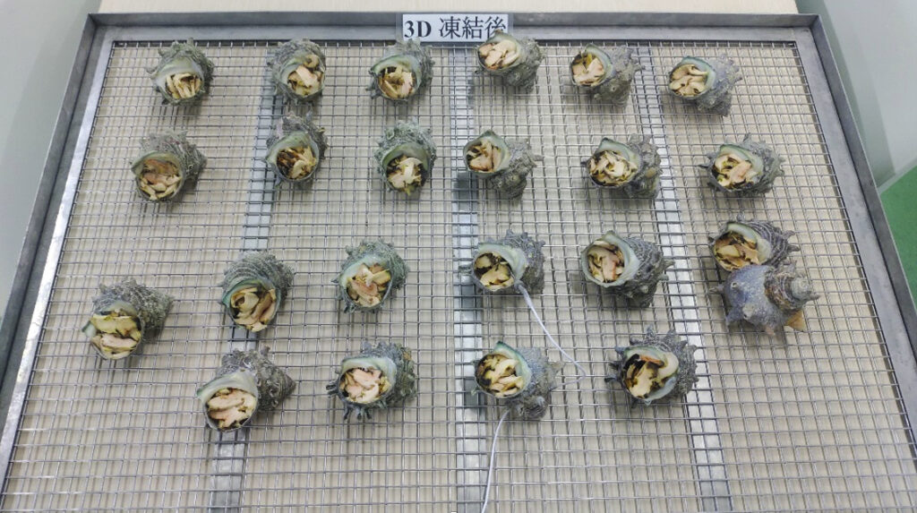 網トレーに載せられた冷凍後のさざえ