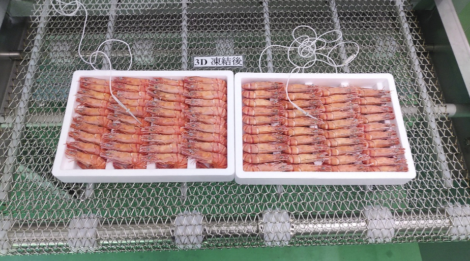 発泡スチールに綺麗に敷き詰められたエビの冷凍後
