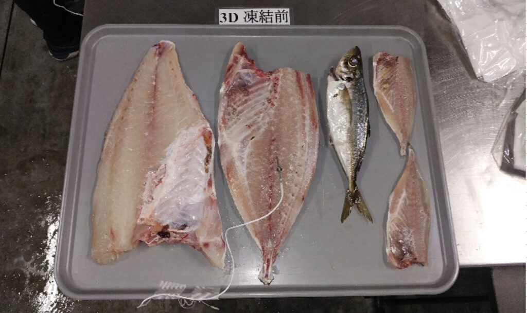 トレーに並べたられた高級魚のシマアジのフィレ（冷凍前）