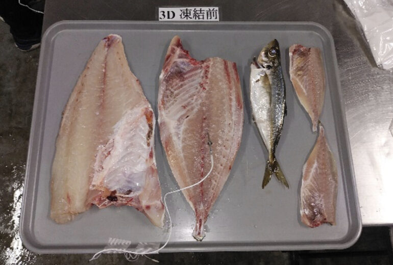 トレーに並べたられた高級魚のシマアジのフィレ（冷凍前）