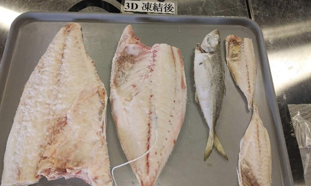 トレーに並べたられた高級魚のシマアジのフィレ（冷凍後）