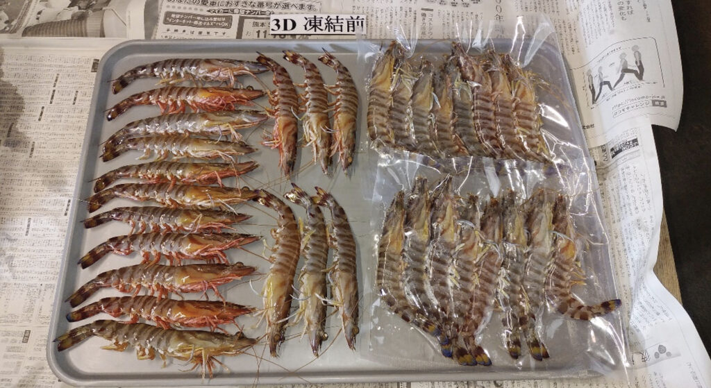 トレーに綺麗に並べられた冷凍前の車海老
