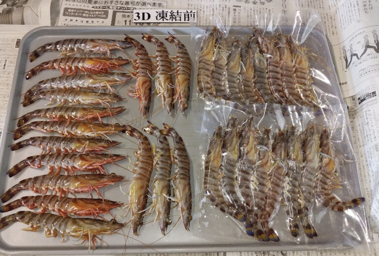 トレーに綺麗に並べられた冷凍前の車海老