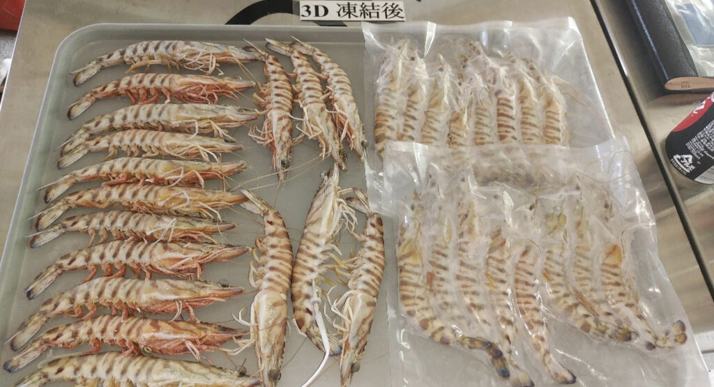トレーに綺麗に並べられた冷凍後の車海老