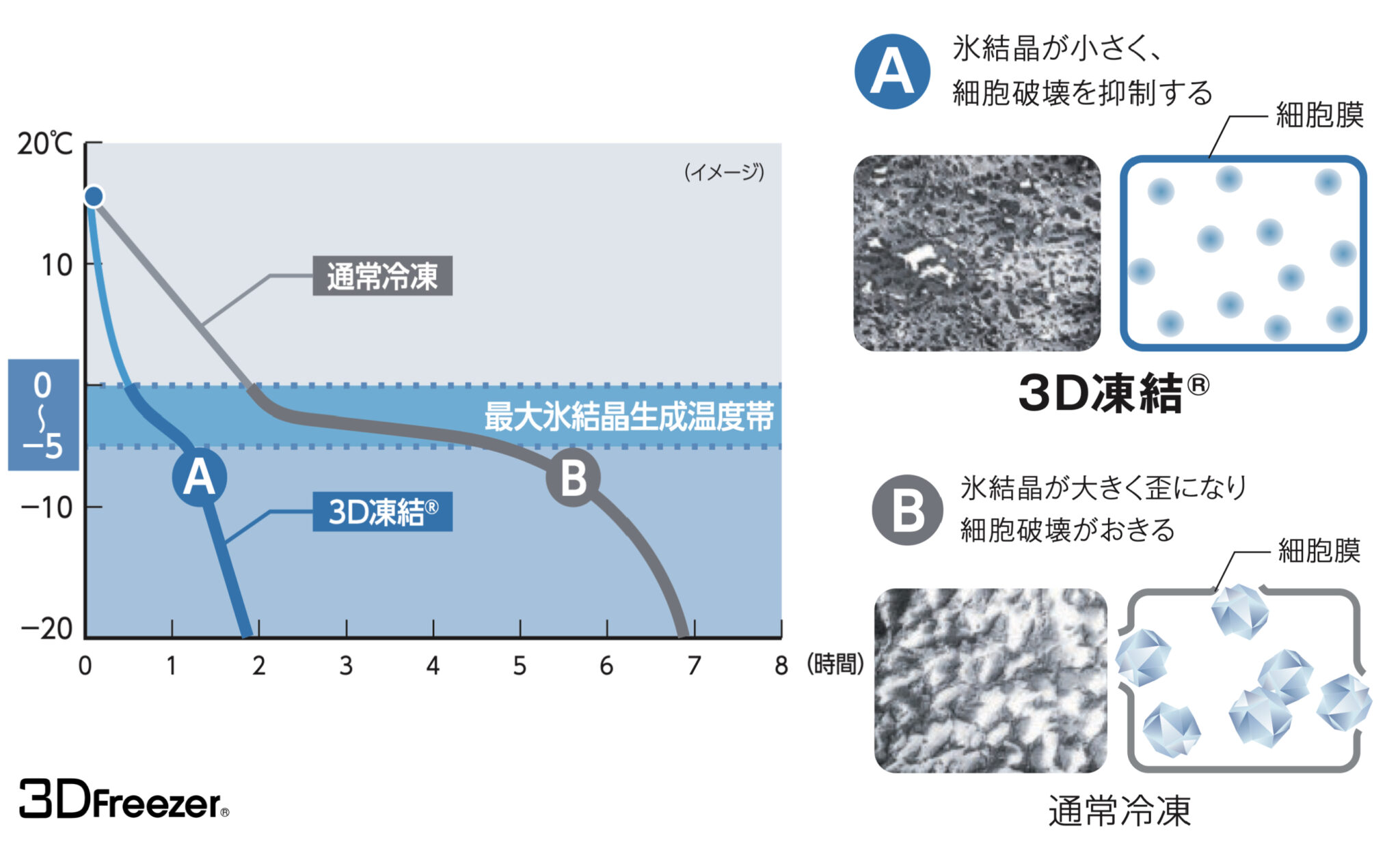 3D凍結と通常冷凍の温度曲線、0〜-5℃の最大氷結晶生成温度帯、大小の氷結晶と細胞膜を示す比較図