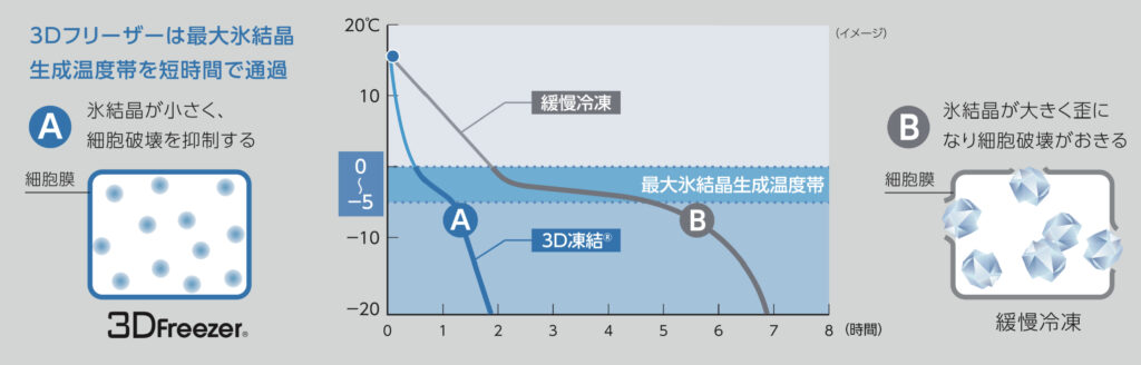 緩慢冷凍と3D冷凍の温度グラフ（最大氷結晶生成温度帯）と氷結晶図解