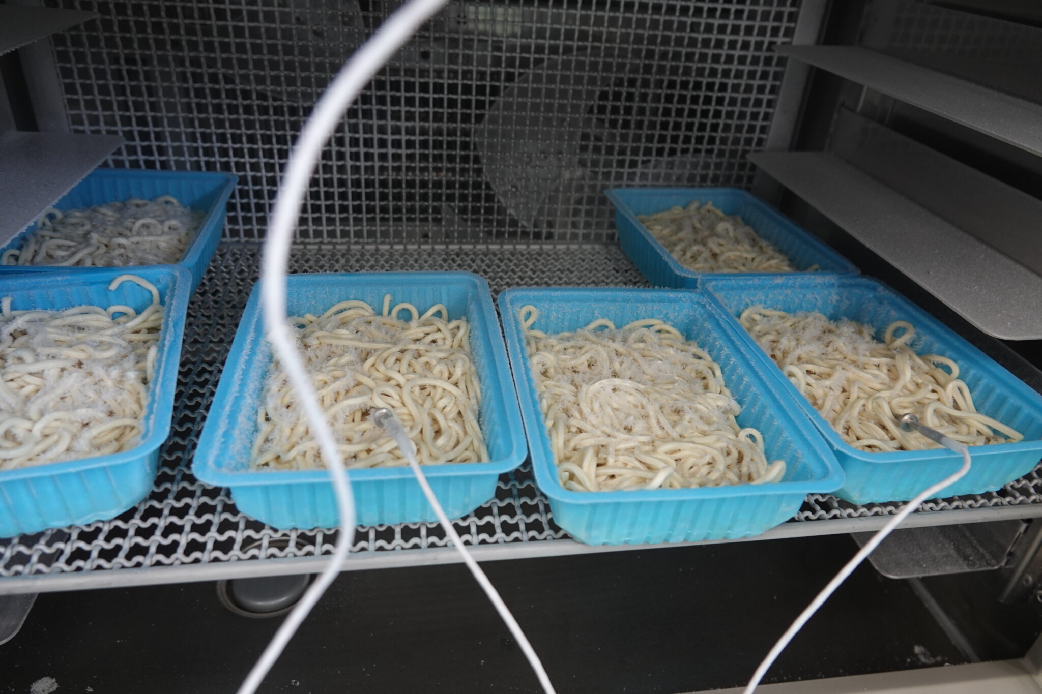 金属製庫内の棚に、表面へ白い霜が付いた太い麺を入れた青いトレーを並べ、手前のトレー2枚へ温度センサーを差し込んだ様子