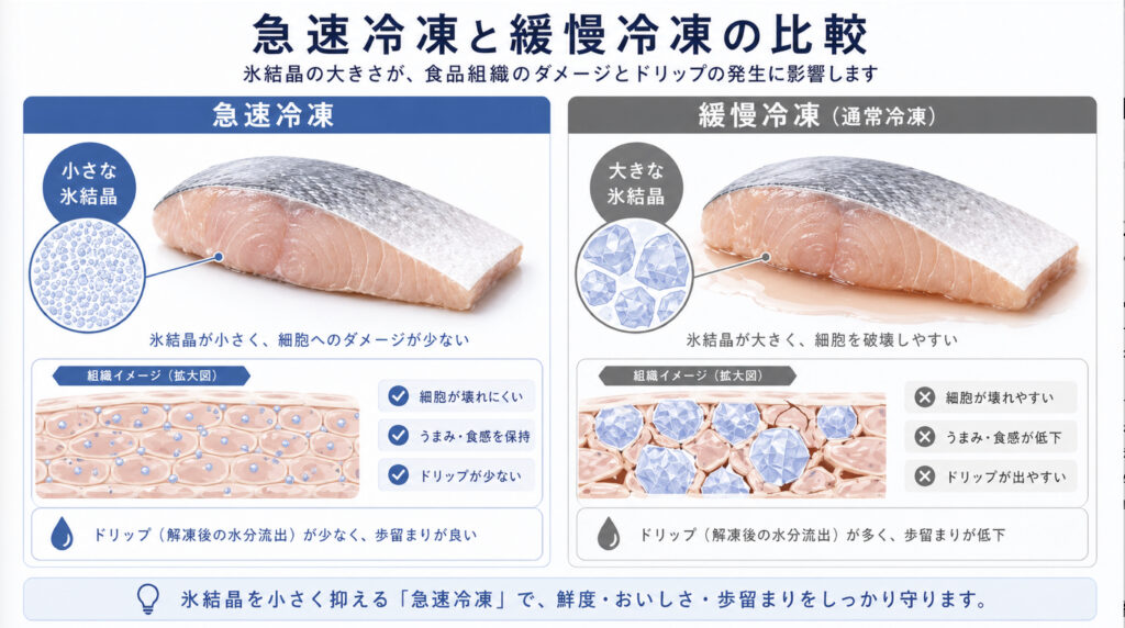 急速冷凍と緩慢冷凍で氷結晶サイズと食品組織へのダメージを比較する図