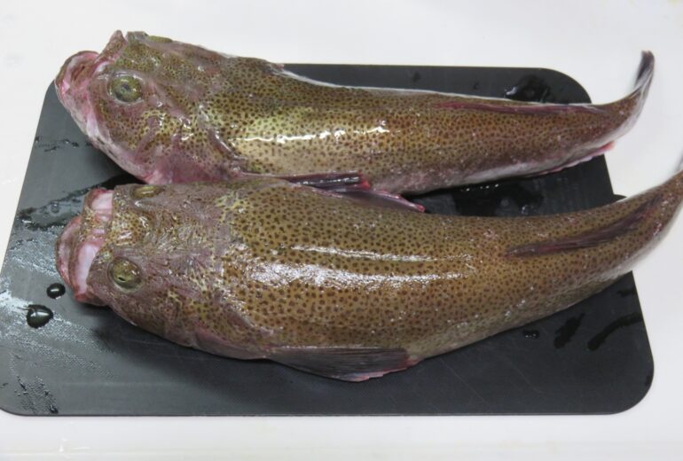 未利用魚に多いアオミシマが黒いまな板の上に2匹乗っている