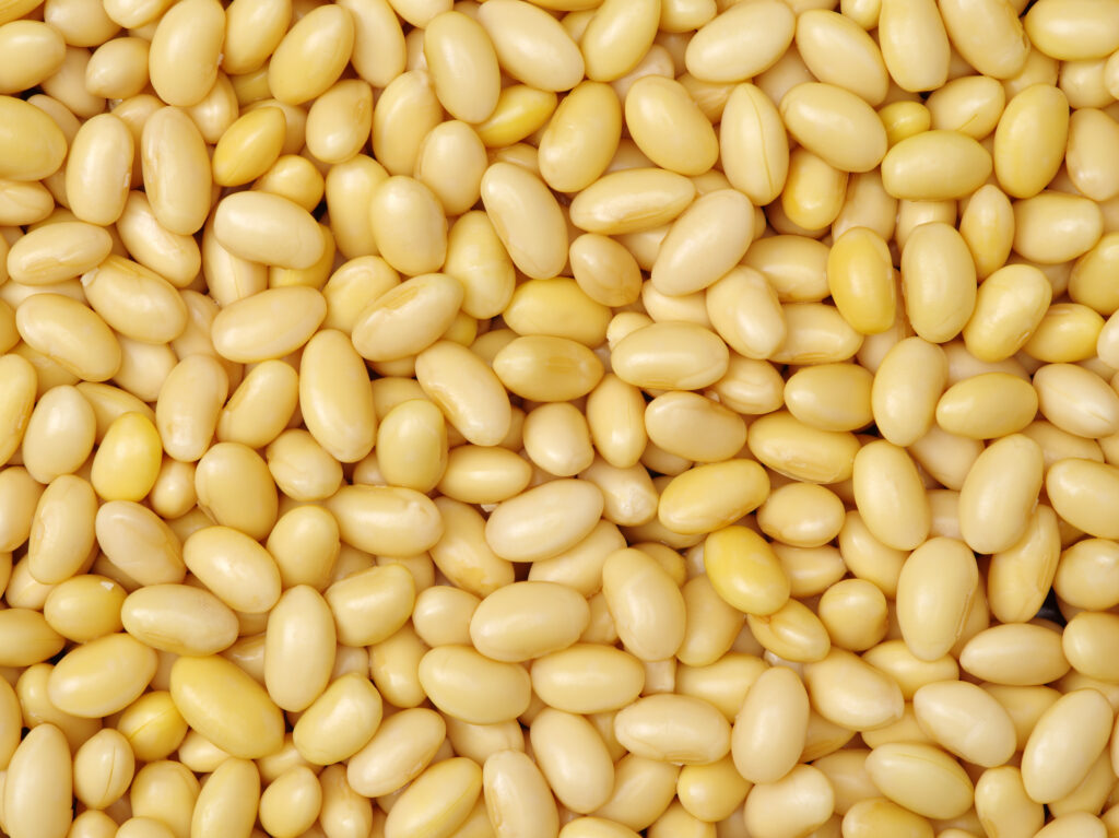 画面いっぱいの大豆