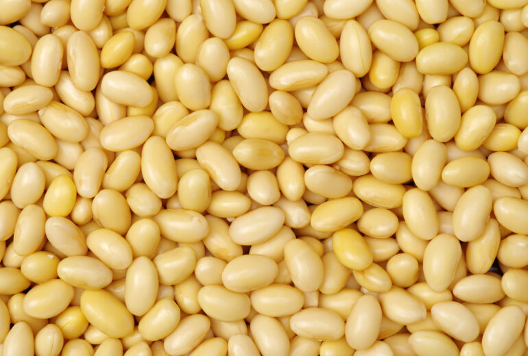 画面いっぱいの大豆