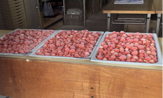 【実証テスト】規格外のいちごを、冷凍ブランドとして再生させたい！「いちご」を20分で急速冷凍して検証