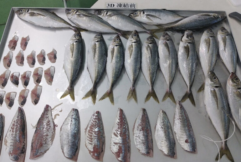 【実証テスト】青魚の常識が変わる？獲れたてのアジを急速冷凍して「鮮度」を検証