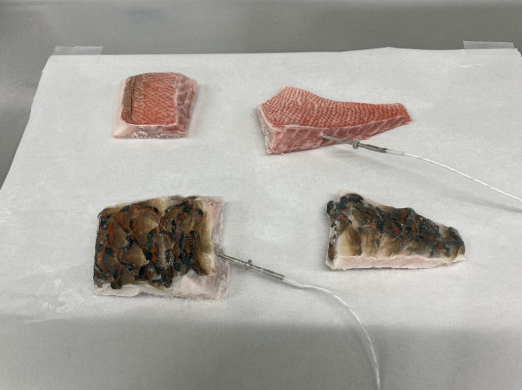 トレーの上に乗せられた幻の魚「アカメ」と地方の味「ブダイ」の急速冷凍後