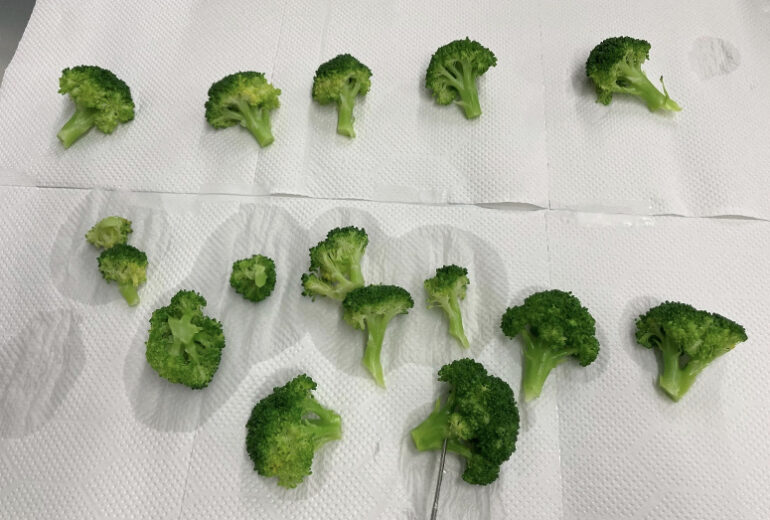 ブランチング後のブロッコリーをトレイの上に並べた状態